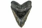 Huge, Fossil Megalodon Tooth - South Carolina #307428-1